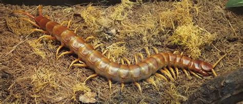 8 foot long centipede.